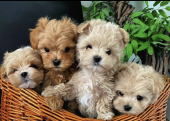 Maltipoo bebek surat yavrularımız yeni ailelerine gitmek için hazir